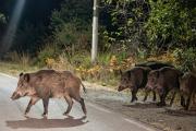 Una familia de jabalíes fue avistada en pleno Camino Viejo a Cerro Catedral y vecinos piden extremar cuidados