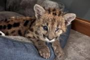 Malvina, la puma que sobrevivió contra todo pronóstico