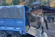 Tres caballos rescatados en las calles de Bariloche serán los nuevos custodios de los senderos de Isla Victoria y Huemul