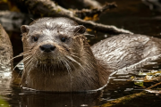 El huillín, una nutria patagónica en peligro: el trabajo silencioso para que no desaparezca del Limay