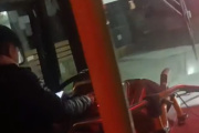 Captan a un chofer de Mi Bus mirando el celular, en la previa a una nueva audiencia por el aumento del boleto