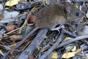 Confirman un nuevo caso de Hantavirus en Bariloche: es la esposa de un paciente que estuvo internado