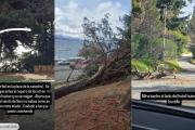Se cayó un pino en la Costanera por el fuerte temporal de viento