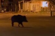 Cada vez más cerca: un jabalí "tamaño NBA" se paseó por las calles del Ñireco