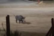 Jabalíes en Las Victorias: crece la preocupación por los avistajes nocturnos en el este de la ciudad