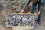 Hallan un bosque petrificado de 50 millones de años en una estancia de Pilcaniyeu