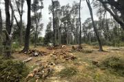​​​​​​​Talan coihues centenarios en Cascada de los Duendes para mudar un invernadero que estaba en la usina militar