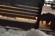 (Video) ¿La nieve hizo olvidar a Bariloche de los jabalíes? Un ejemplar rompió un cesto de basura en Las Victorias