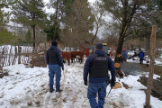 Robaron siete vacas, cortaron el alambrado y las escondieron en un corral en Vivero Municipal