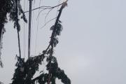 Cayó una rama sobre el tendido eléctrico y hay cortes de luz en barrios del alto