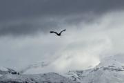 Los tres cóndores que pasaron la noche en la costa de Dina Huapi, retomaron vuelo con éxito