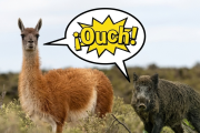 Cómo es la ley que habilita la venta y caza de guanacos y jabalíes