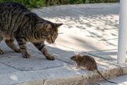 Ratas en la ESRN 46: el gato se asustó, el Consejo Escolar todavía no