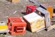 Jabalíes destrozaron colmenas de un productor de miel en Bariloche