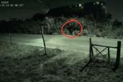 Dos ojos entre los arbustos: el animal que nadie logra identificar en el Este de Bariloche