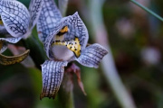 Sumate a cuidar las orquídeas de la Patagonia: charla abierta este miércoles