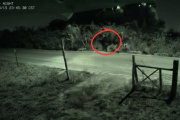 Lograron filmar el misterioso animal que recorre el Este de Bariloche