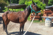 Tensión en el barrio Jamaica por una yegua suelta: Sanidad Animal denunció a los propietarios