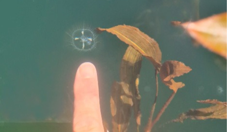 El registro de una medusa asiática dentro del Parque Nacional Nahuel Huapi encendió las alarmas por el riesgo de expansión